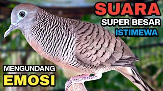 Download lagu Perkutut Lokal Gacor Suara Kung Besar Pancingan Burung Perkutut Agar Bunyi. mp3