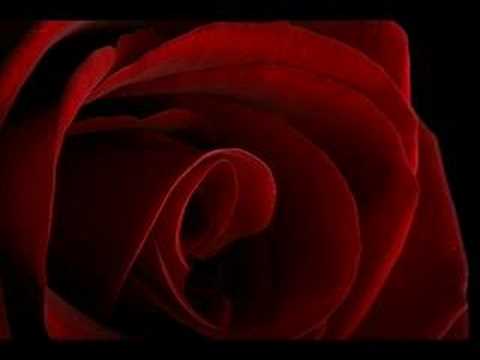 Dj carpi - the garden