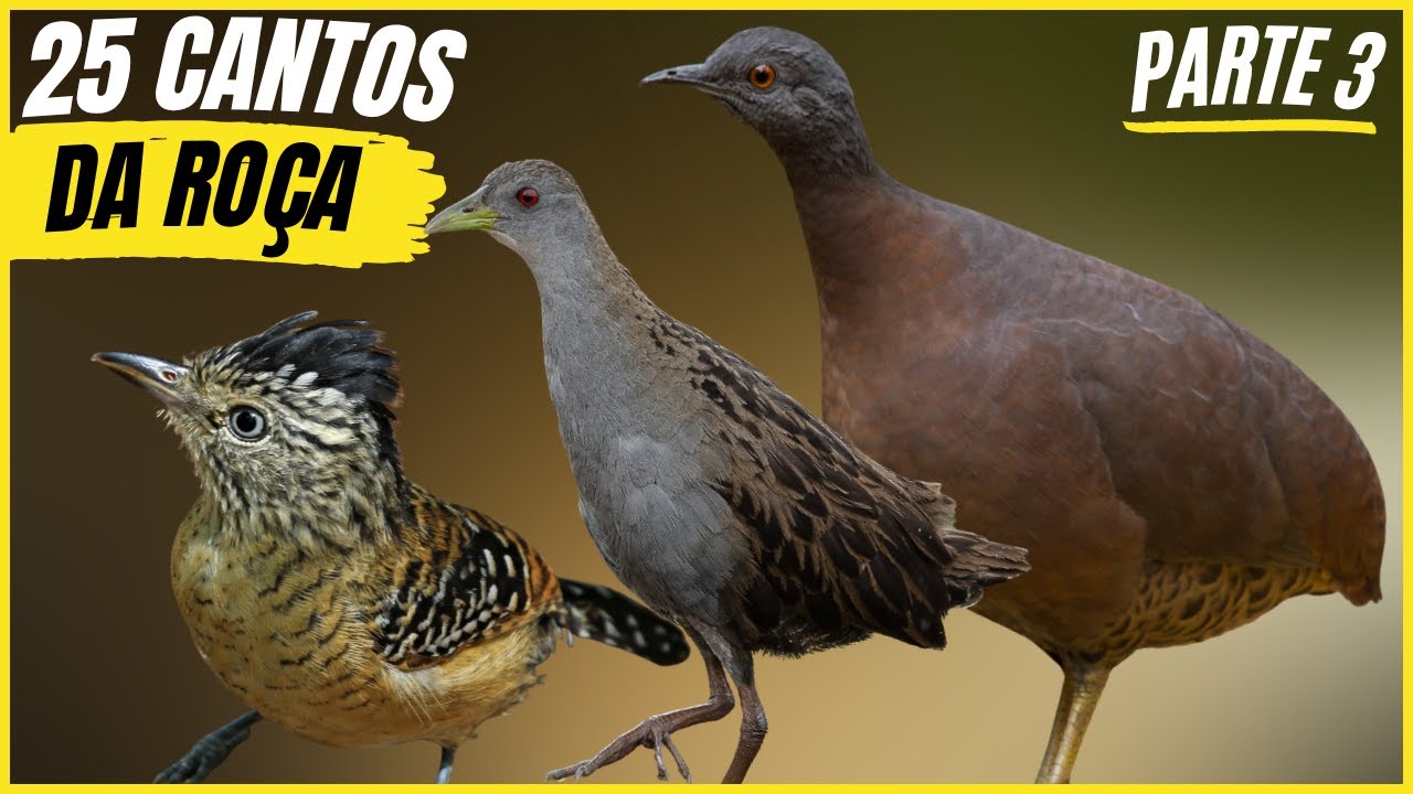 25 Cantos De Aves Que "TRAZEM RECORDAÇÕES e SAUDADES" Da ROÇA / Parte 3!