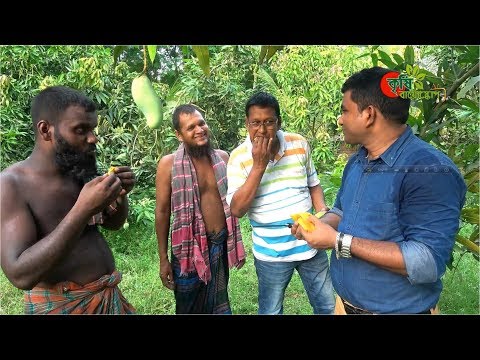 Banana Mango(ব্যানানা ম্যাঙ্গো): আম গাছ লাগালে ব্যনানা আম লাগান