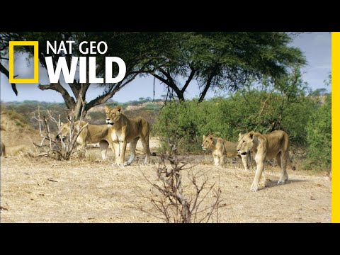 Lion vs. Giraffe: Who Will Win? | Lion Kingdom