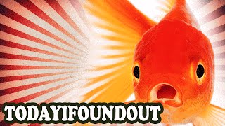 Why You Should Never Leave a Goldfish in a Small Fish Bowl Alone