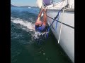 SINGLEHANDED MAN OVERBOARD SELF-RESCUE SHORT #sailing #singlehandedsailing #boat