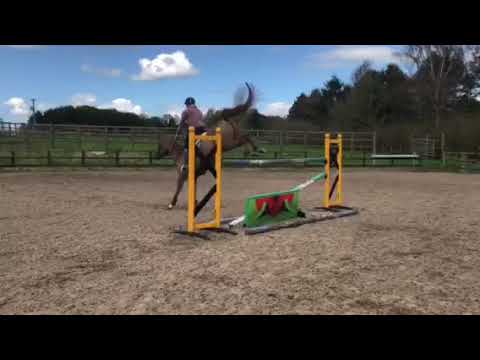 For Sale 2011 Mare by animo x Concorde