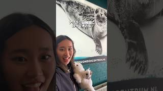 アザラシ幼稚園に行ってきたよ#アザラシ幼稚園 #タコニキ #ピーテルブーレンアザラシセンター　#茶柱  #フローニンゲン #オランダ