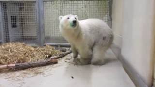 Orphaned Polar Bear Cub Arrives at Leatherdale International Polar Bear Conservation Centre