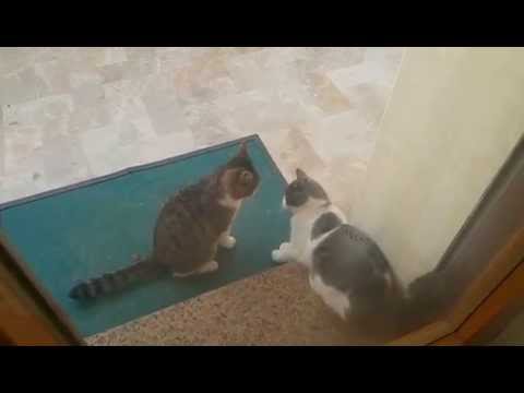 Video divertenti : gatti divertenti risate assicurate