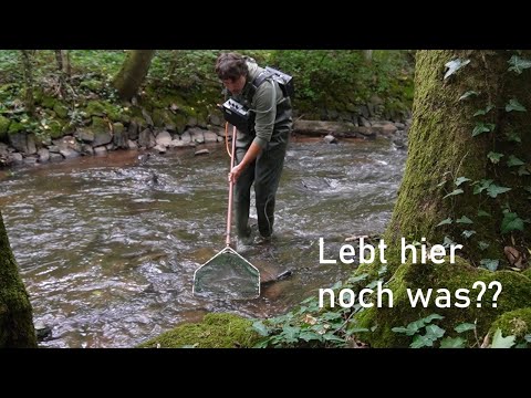 All the fish are dead?! We're checking!