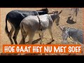 Soef is aangevallen door wilde honden | DierenpraatTV
