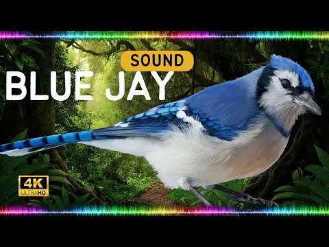 Blue Jay Bird Sound  Noisy, Beautiful, Interesting - Exceptional Blue Jay Calls