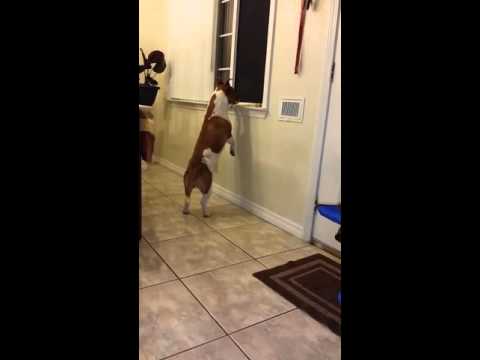 Mi perro esperando al papá