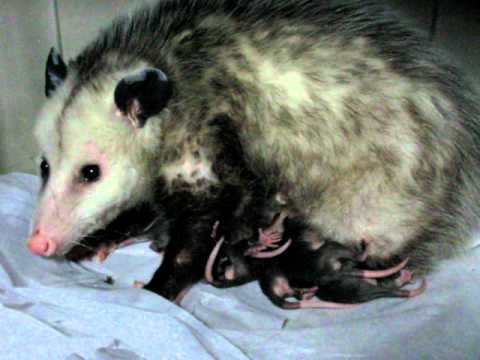 Rose, the Opossum and her new babies 4-8-2011 013.AVI