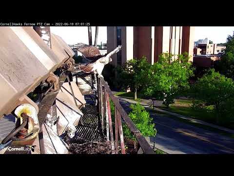 L4 Fledges! Final Cornell Red-tailed Hawk Nestling Takes Its First Flight. June 19, 2022