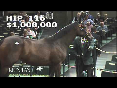 2015 September Yearling Sale - Hip 116 (War Front - Betterbetterbetter)
