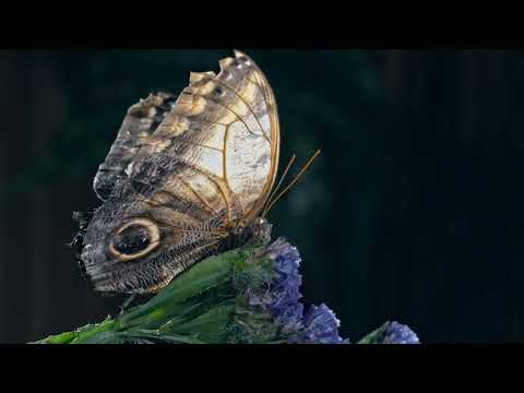 Gentle Blooming of Spring Flowers in 4K - Deep Relaxation to Spring Nature Colors & Sounds