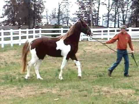 My Sweet Sally - 11/04/2009