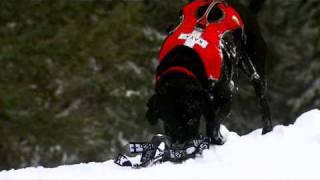preview picture of video 'Aspen Avalanche Rescue Dogs - Charlie Kinross London HD Cameraman & Director'