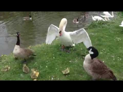 Goose vs Swan