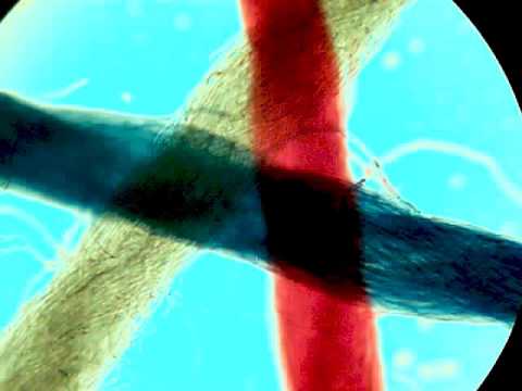Microscopy in Mycology - Exploring the Fungal Microcosm | Mycology Start