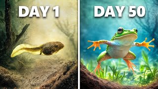 Creating Frogs from Tadpoles in 50 Days | National Geographic Kids