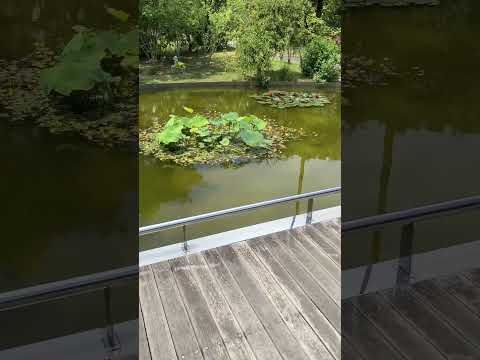 池の周りにある植物は何ですか？周囲の花を咲かせるのに最適な 10 種以上の種  庭園