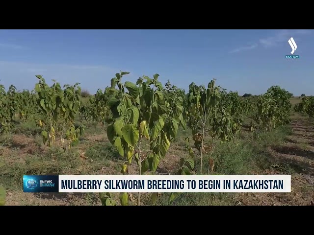 Mulberry silkworm breeding to begin in Kazakhstan