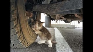 Муж прислал жене фото с вопросом «Можно, я заберу его домой», а далее…