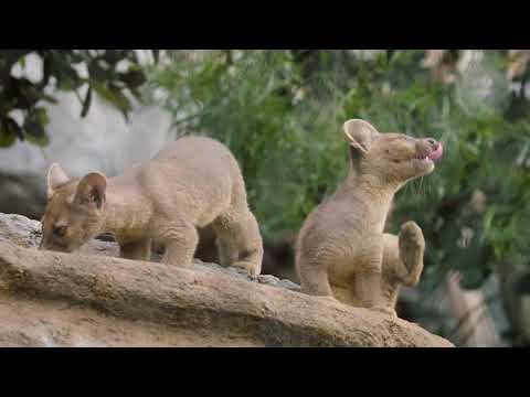Fossa Pups Frolic & Play