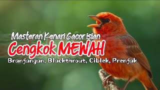 Download lagu MASTERAN KENARI GACOR isian MEWAH Branjangan, Blackthrout, Ciblek, Prenjak mp3