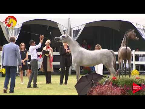 N.27 VICTORIA AL KHALED - ELRAN CUP 2019 - Fillies 2 years old (Class 5)