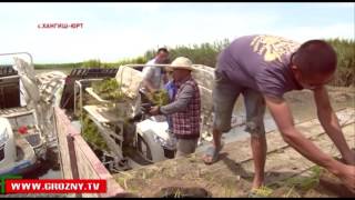 Чеченские аграрии осваивают китайскую технологию выращивания риса
