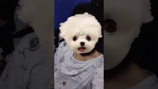 ula ula #shorts #tiktok #viral #pakistan #video #fun #happy #youtube #youtubeshorts #god #gta