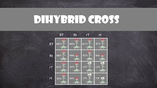 Dihybrid Cross | Genetics