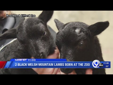 , title : '2 Black Welsh Mountain lambs born at the zoo'