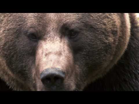"Niedźwiedź. Władca gór" - zwiastun