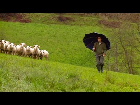 Shepherd's umbrellas protect you in all weathers