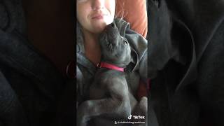 Hi! Iris The Blue Great Dane Most Watched TikTok