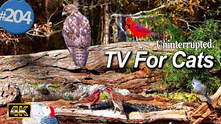 Uninterrupted 8 Hours 😻  TV for Cats Birds 🐦 and Squirrels 🐿 No Ads CatTV