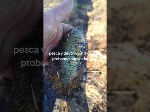 pesca devolución nuevo pesquero ciudad del plata san José Uruguay #pesca #pescador #fishing #viral