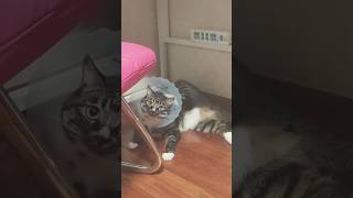 #cat #cute #catvideo #cutecat #funnyvideo #funny