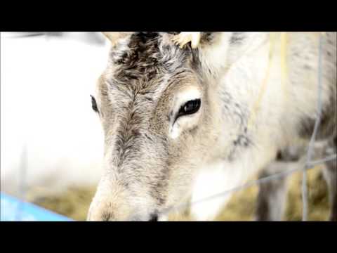 Rukan kotieläinpiha & huskypark
