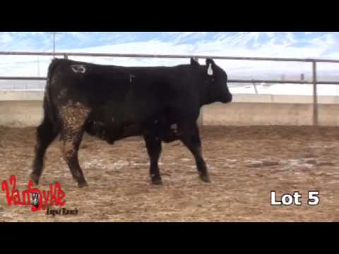 VDAR 2013 Bull Sale Lots 1-9