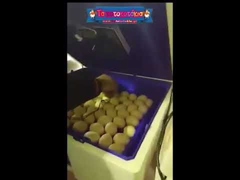 Κλωσσομηχανη 56 αυγών -thumb-1