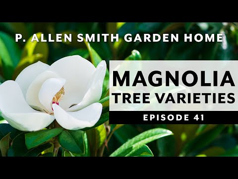 Types of Magnolia Trees & How to Care for Them | P. Allen Smith (2020)