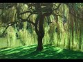 The Willow Tree