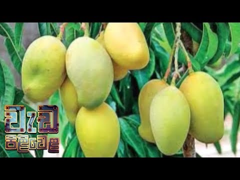 Wedapiliwela - (2018-10-09) | ITN