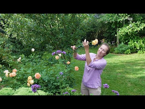 Why are David Austin roses not blooming?  Reasons explained, solutions given.  Olga's garden.