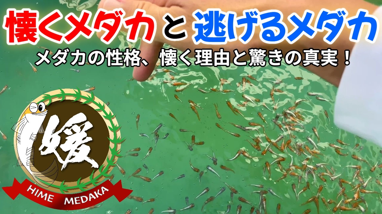 懐くメダカと逃げるメダカの違い！魚は人の顔を覚えている？【性格と行動学】