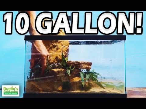 10 GALLON AQUARIUM, How to Setup an EASY LOW TECH 10 Gallon Fish Tank Video