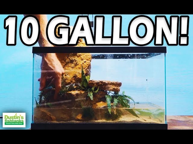 10 GALLON AQUARIUM, How to setup an EASY LOW TECH 10 gallon fish tank